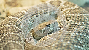 Close Up Rattlesnake Extends Tongue, Vivarium Scene