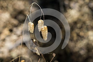 Close up of Rattlesnake Grass Briza Maxima, San Francisco bay area, California