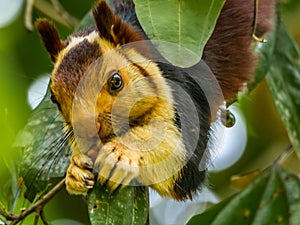 Close up: Ratufa indica or Malabar squirrel munching