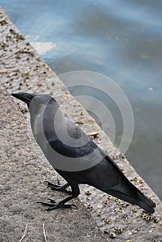 Close Up of a Raven on a Stone Step