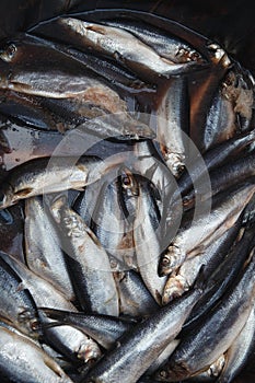 Close up raw herring on the market close up.