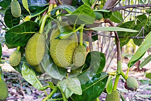 Close-up of Raw jackfruits or Artocarpus heterophyllus with green leaves