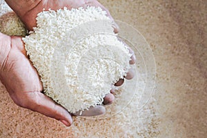 Close up raw jasmine white rice grain in agriculture hand.