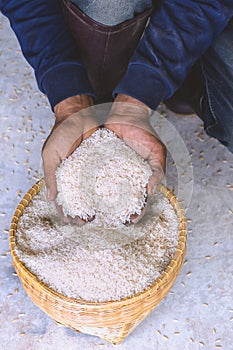 Close up raw jasmine white rice grain in agriculture hand vertical.