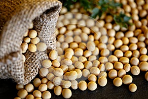 Close-up of raw organic soybeans, background