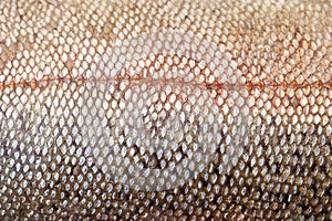 Close up of raw red trout skin, also known as arctic char