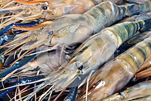 Close up of raw shrimps, Giant freshwater prawn in Thailand
