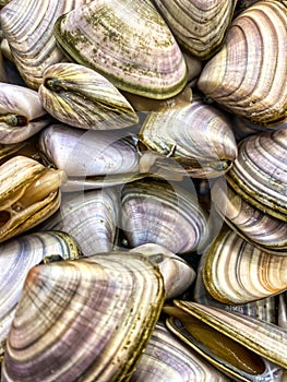 Close up of raw uncooked Pipi shells