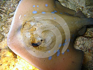 Close up of Ray fish