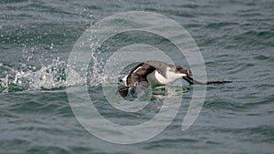 Close up of a Razorbill bird flying out of the ocean