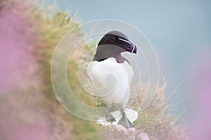 Close up of a Razorbill among pink campion flowers in spring
