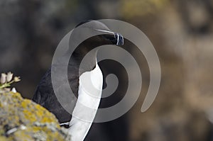 Close up of a Razorbill Seabird