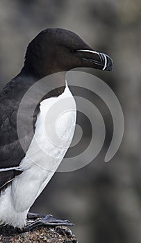 Close up of a Razorbill Seabird