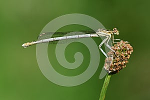 Close-up of a real feather dragonfly Platycnemis sitting on a blade of grass in front of a green background