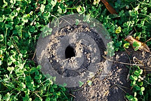 A close up of real wormhole in the park. A hole dug by a mole in the ground