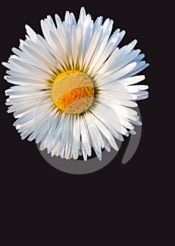 Big chamomile closeup isolated on black background photo