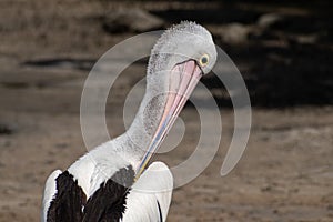 Australian Pelican with its bill tucked under its chin