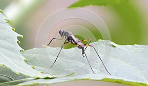 Close-up rear view of stilt legged fly