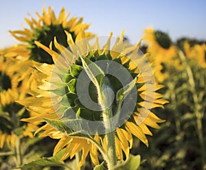 Close up rear view of yellow sunflowers in agriculture field
