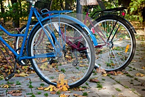 Close-up of the rear wheel of two bicycles. Side view. Autumn leaves background