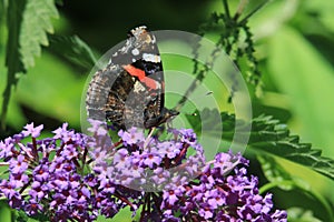 Close up of a red admiral on buddleia