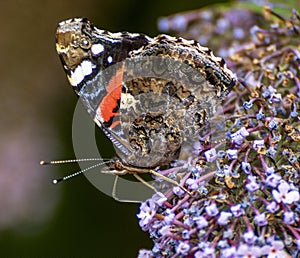 Close up of Red Admiral Butterfly feeding on purple buddleia