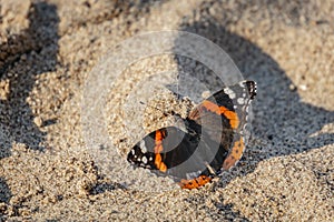 Close-up of the red admiral butterfly Vanessa Atalanta sits on sunny background of clear sand.