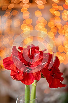 Close up of a red amaryllis. Amarilis flowers in Glass vase. Garland bokeh on background. Vertical Wallpaper