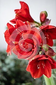 Close up of a red amaryllis. Amaryllis flowers in Glass vase. Flower shop concept, Wallpaper