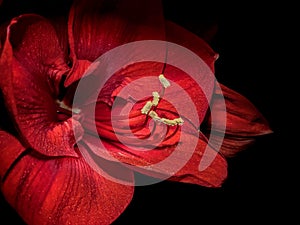 Close up of red Amaryllis flower