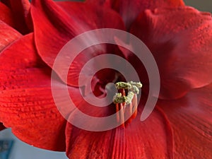 Close up of red Amaryllis flower