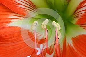 Close up of red amaryllis