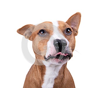 Close up red American Staffordshire terrier isolated on a white background. Dog showing tongue. Red American Pit Bull Terrier. Mix