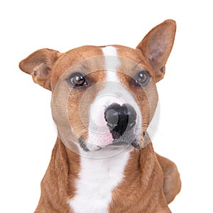 Close up red American Staffordshire terrier isolated on a white background.One ear is up. One ear is down Red American Pit Bull Te