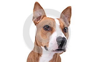 Close up red American Staffordshire terrier isolated on a white background. Red American Pit Bull Terrier. Mixed breed. Masculine