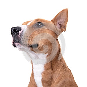 Close up red American Staffordshire terrier isolated on a white background.Side view. Red American Pit Bull Terrier. Mixed breed