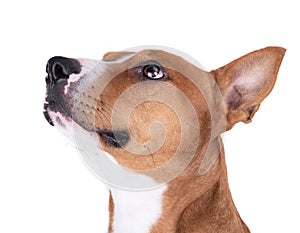 Close up red American Staffordshire terrier isolated on a white background.Side view. Red American Pit Bull Terrier. Mixed breed