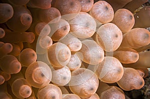 Close up of red Anemone coral in the ocean