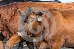 Red angus cow