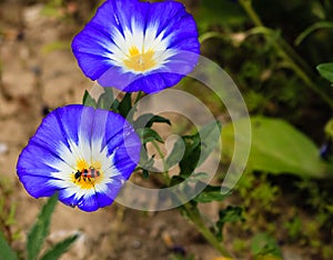 Close up of a red ant on a blue flower and background of green leaves