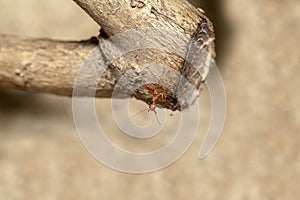 Close up red ant on brown stick tree in nature at thailand