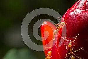 Close up red ant on cheilocostus speciosus flower
