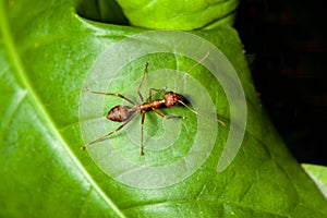 Close up red ant on green leaf in nature