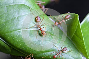 Close up red ant on green leaf in nature