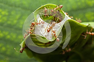 close up red ant guard for red ant nest in green leaf