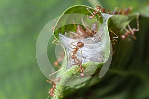 close up red ant guard for red ant nest in green leaf
