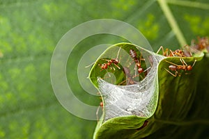 close up red ant guard for red ant nest in green leaf