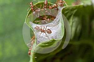 close up red ant guard for red ant nest in green leaf