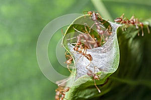 close up red ant guard for red ant nest in green leaf