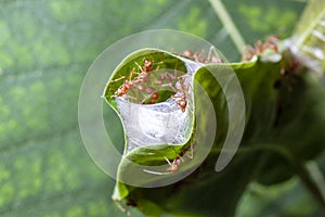 close up red ant guard for red ant nest in green leaf